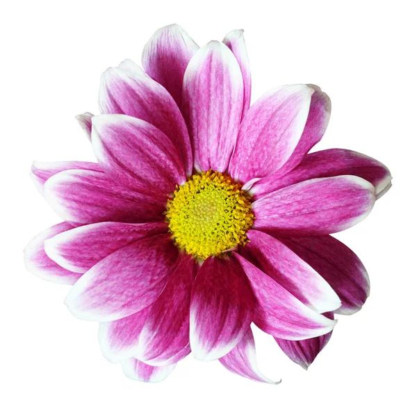 Rosa Aster-Blüte — Stockfoto