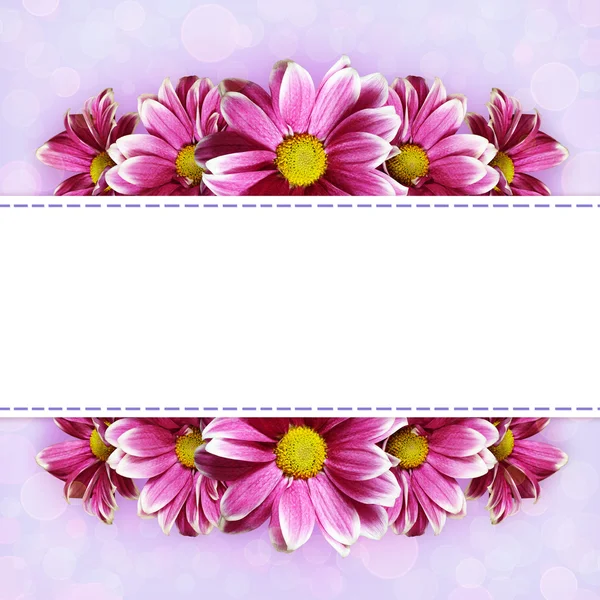 Rosa aster blommor linje arrangemang — Stockfoto