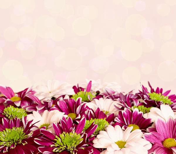 Aster flowers with chrysanthemum flowers — Stock Photo, Image