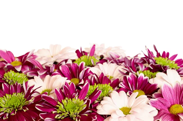 Aster Blumen und Chrysanthemenblüten — Stockfoto