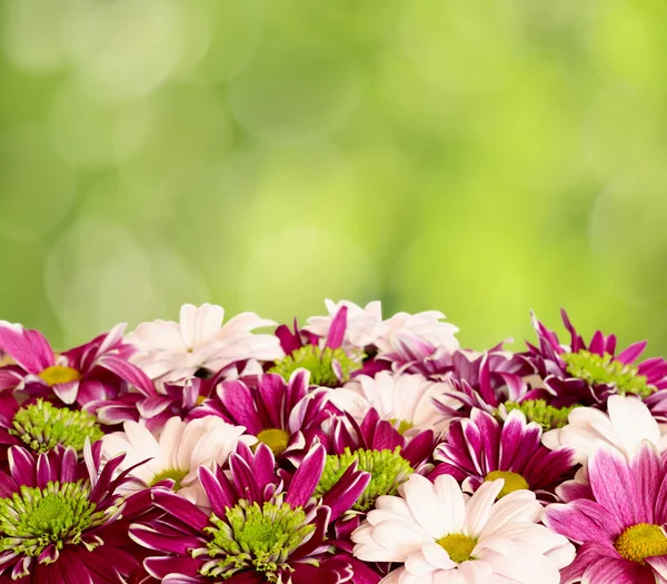 Aster Blumen mit Chrysanthemenblüten — Stockfoto