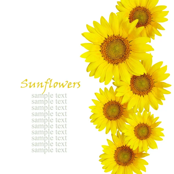 Sonnenblumen Linie Anordnung — Stockfoto