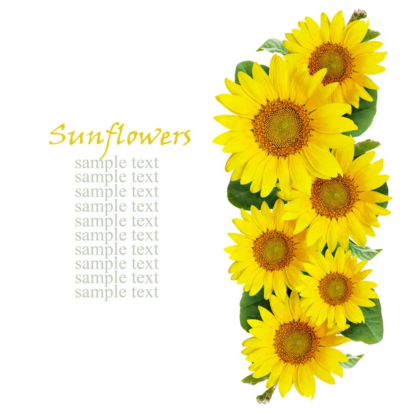 Sonnenblumen Linie Anordnung — Stockfoto