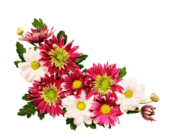 Chrysanthemenblüten Ecke — Stockfoto