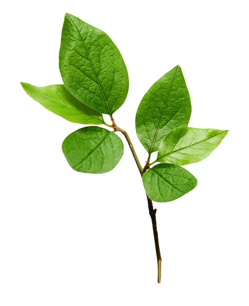 Tak met groene bladeren — Stockfoto