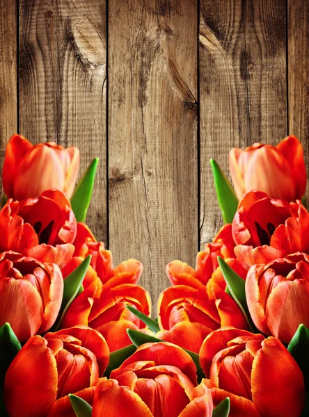 Fondo rojo flores tulipán — Foto de Stock