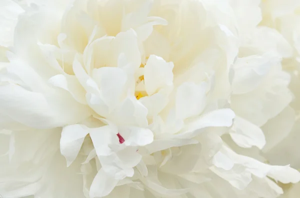 Weiße Chrysanthemenblüte — Stockfoto