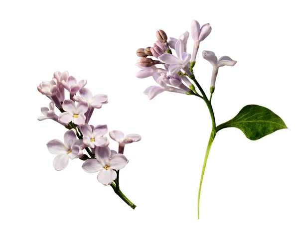 Set of lilac flowers twigs — Stock Photo, Image