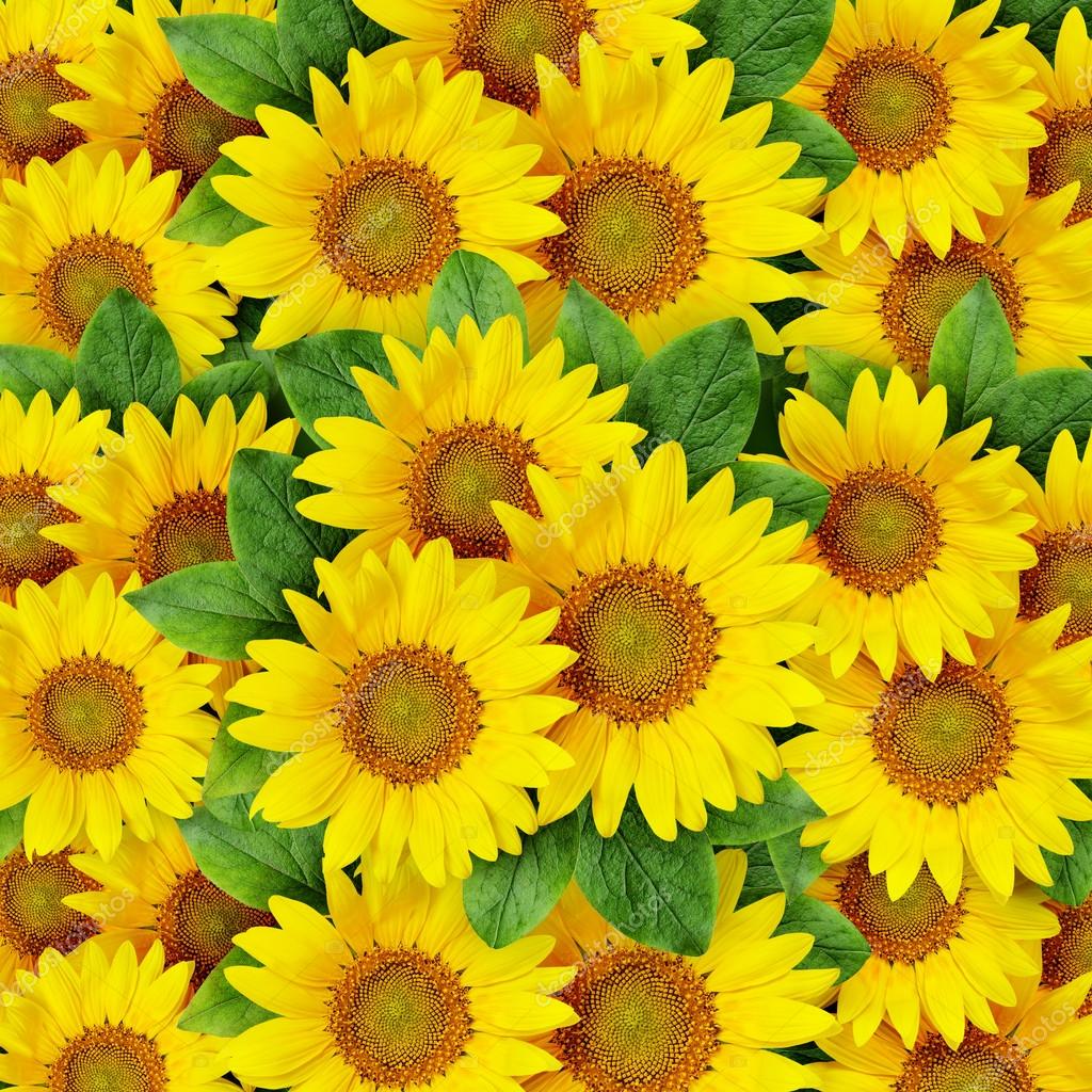 Sunflowers Rosettes Background Stock Photo Image By C Ksushsh Sunflowers Rosettes Background Stock Photo Image By C Ksushsh