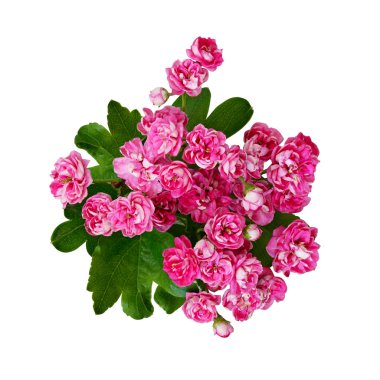 Küçük pembe çiçekler alıç