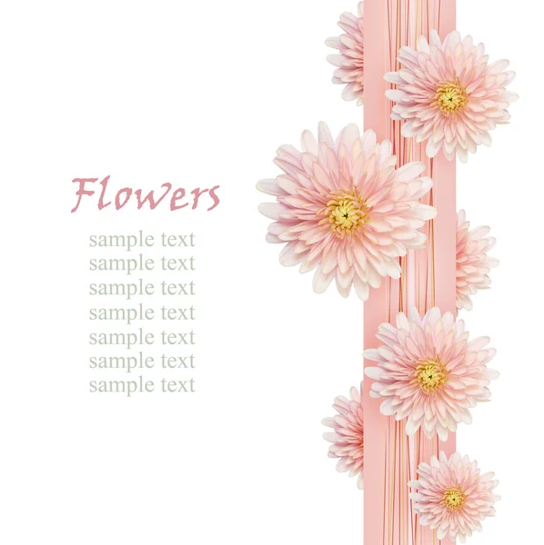 Aster kwiaty na różowej wstążki — Zdjęcie stockowe