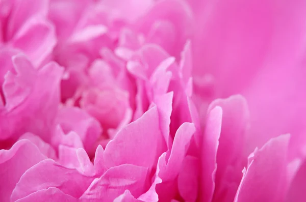 Primo piano di peonia rosa — Foto Stock