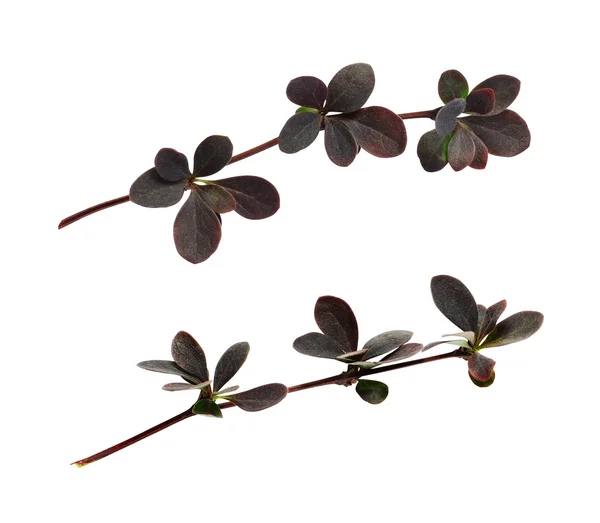 Kleine Zweige mit roten Blättern von berberis thunbergii — Stockfoto