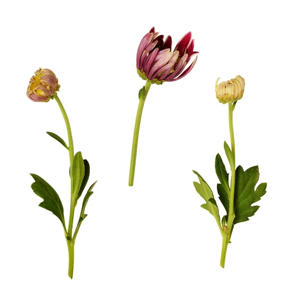 Conjunto de tres capullos de flor de aster — Foto de Stock