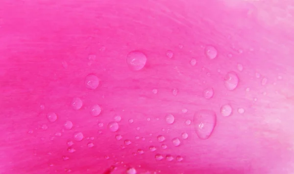 Primo piano di fiore di peonia rosa e gocce d'acqua — Foto Stock