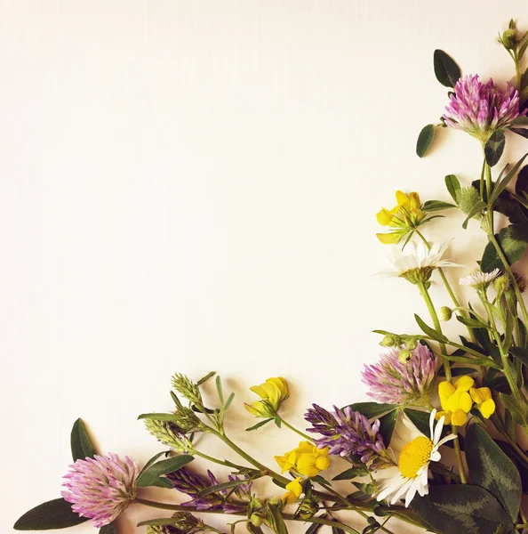 Rincón flores silvestres — Foto de Stock
