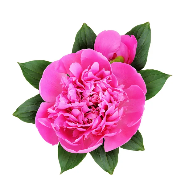 Closeup of pink peony flower, bud and leaves — Stock Photo, Image