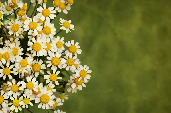 Piccoli fiori di margherita — Foto Stock