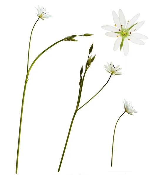 Flores y brotes de Stellaria — Foto de Stock