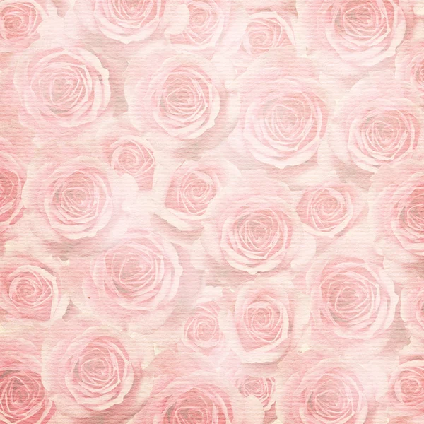 Rose rose fleurs fond — Photo