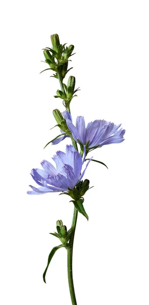 Cikoria blommor och knoppar — Stockfoto