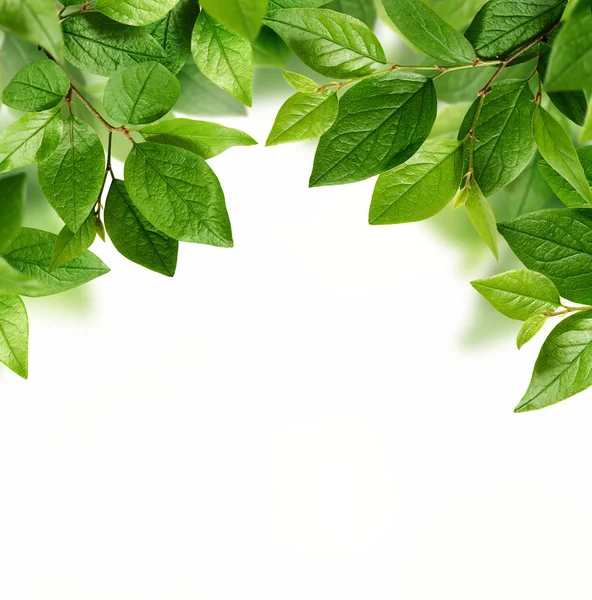 Green leaves on white background — Stock Photo, Image