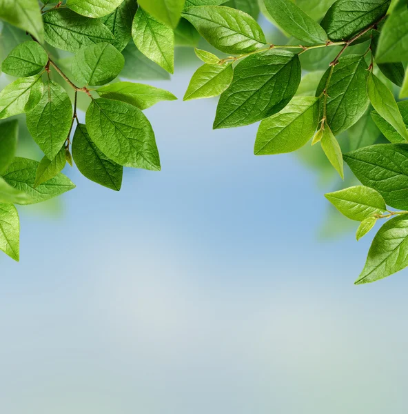 Grüne Blätter auf blauem Hintergrund — Stockfoto