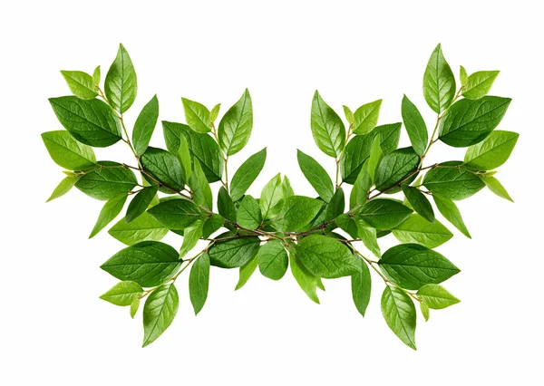 Green leaves arrangement — Stock Photo, Image