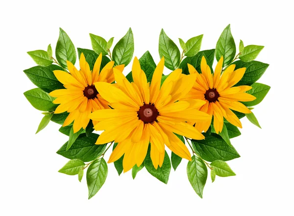 Rudbeckia flowers and green leaves arrangement — Stock Photo, Image