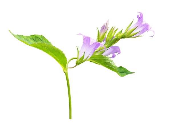 Kvist med campanula blommor — Stockfoto