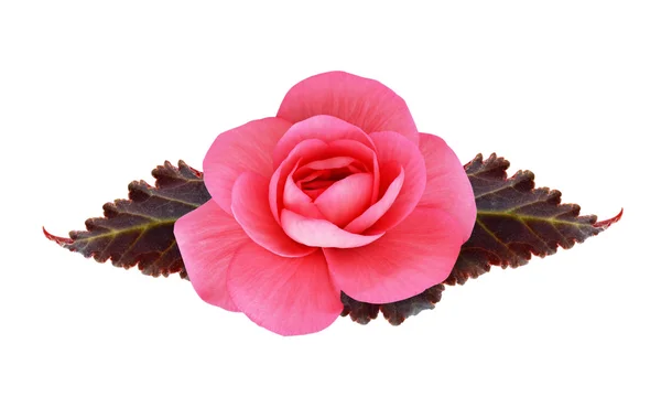 Pink begonia flower — Stock Photo, Image