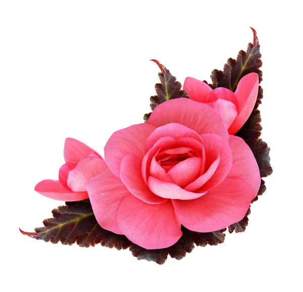 Pink begonia flower — Stock Photo, Image
