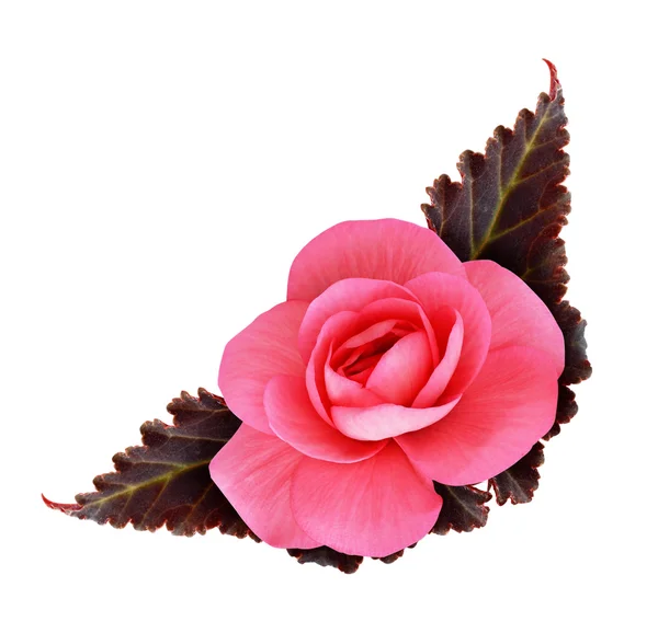 Rosa Begonien-Blüte — Stockfoto