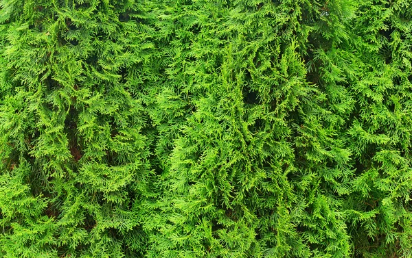 Pared de árboles de thuja — Foto de Stock