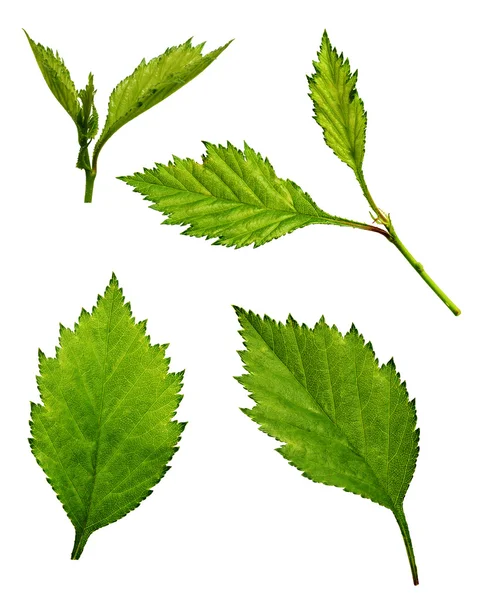 Sada zelených listů — Stock fotografie