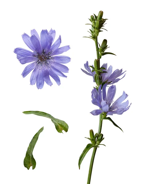 Conjunto de flores y brotes de achicoria — Foto de Stock