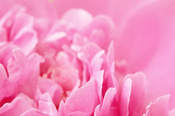 Close-up van roze pioenroos — Stockfoto