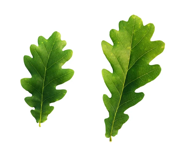 Oak tree leaves — Stock Photo, Image