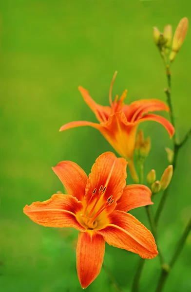 Primer plano de Lily Flowers — Foto de Stock