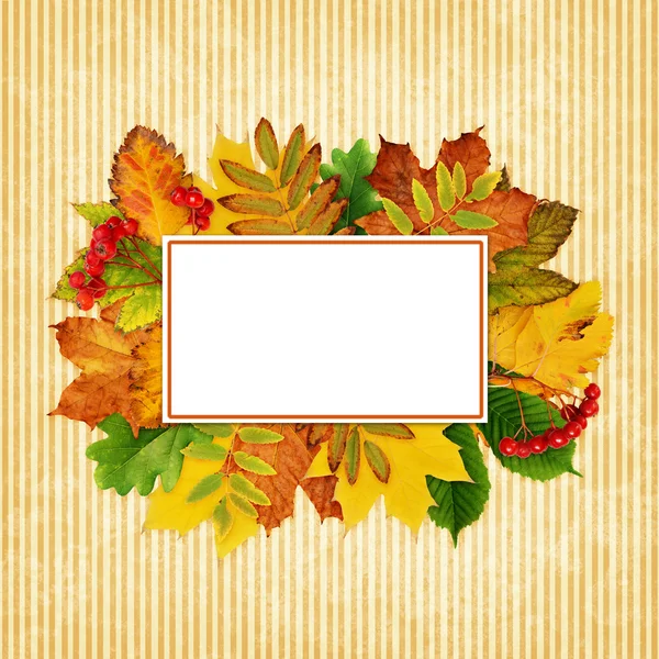 Fall leaves background — Stock Photo, Image