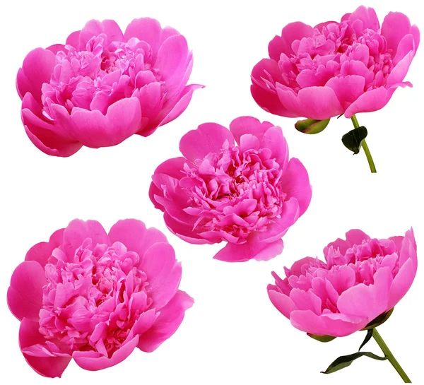 ピンクの牡丹の花のセット — ストック写真