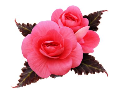 Pembe Begonya Çiçek Aranjman 