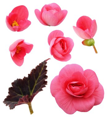 Pembe Begonya çiçekler, tomurcukları ve bir yaprak 
