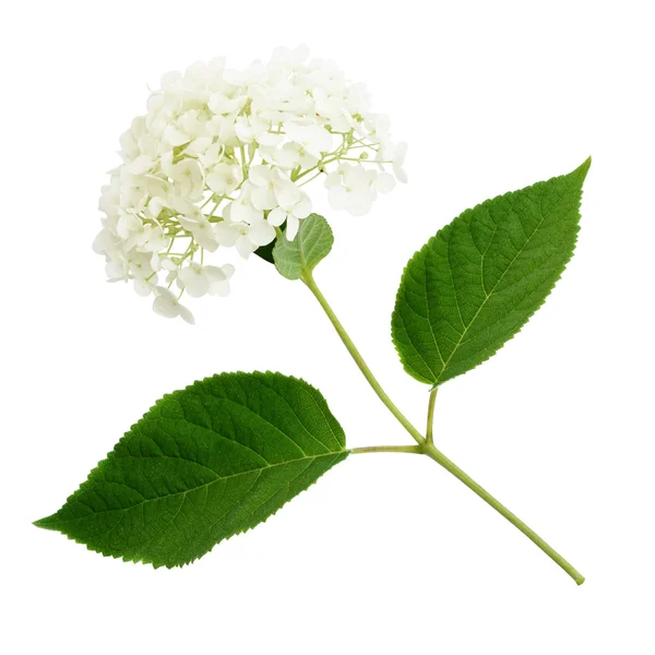 Hydrangea flower isolated on white — Stock Photo, Image