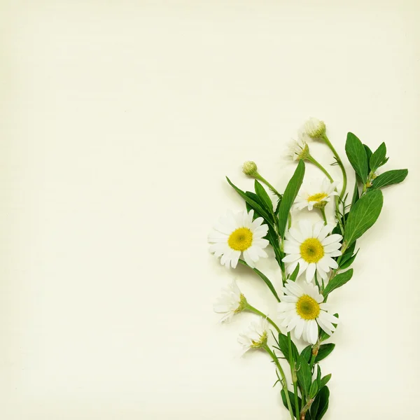 Daisy flowers bouquet — Stock Photo, Image