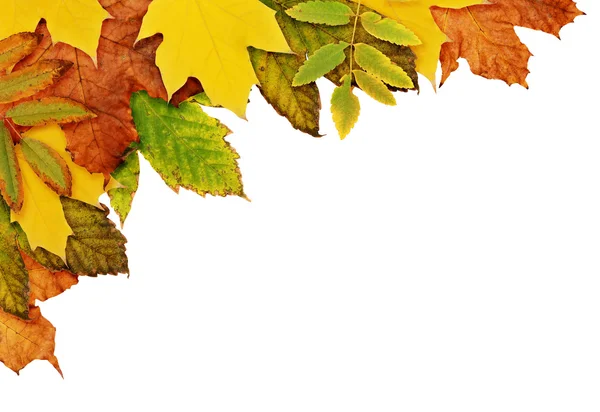 Fondo otoñal con hojas secas en una esquina —  Fotos de Stock
