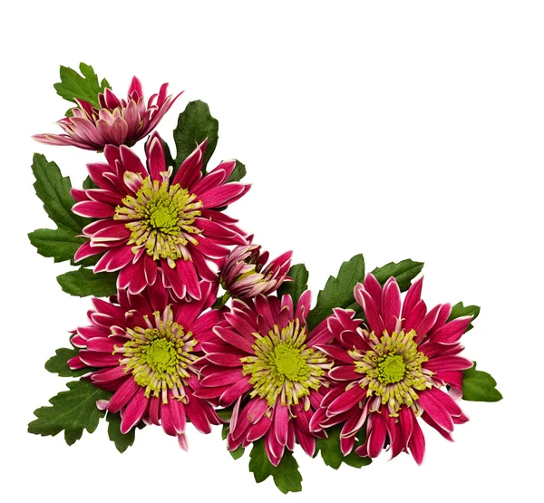 Chrysanthemum blommor hörnet — Stockfoto