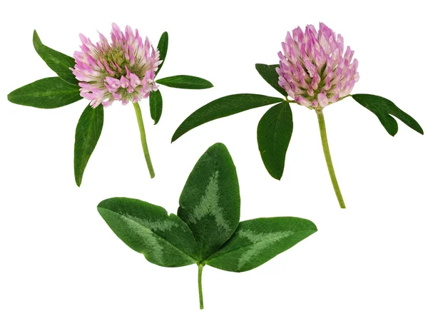 Set of clover flowers and leaves — Stock Photo, Image