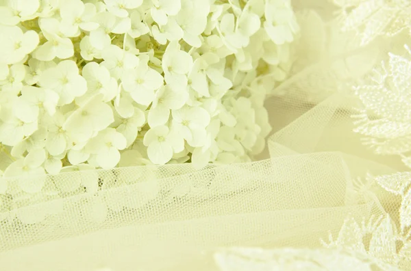 Weiße Hortensienblüten und Schleier — Stockfoto