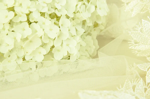 Flores de hortensias blancas y velo — Foto de Stock